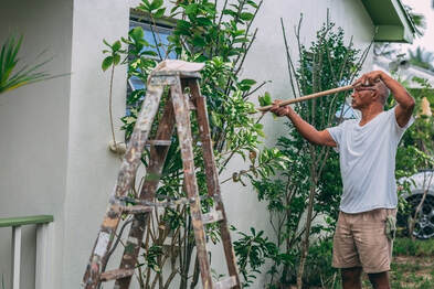 Picture of a man painting the outside of a house. The house is surrounded by tropical palm trees and he is using a long polled roller to paint the house grey. There is a ladder to his left that is battered with paint. 